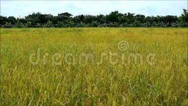 金色的稻田在轻柔的风和阳光下准备收割